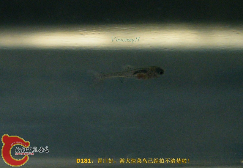 D180.jpg