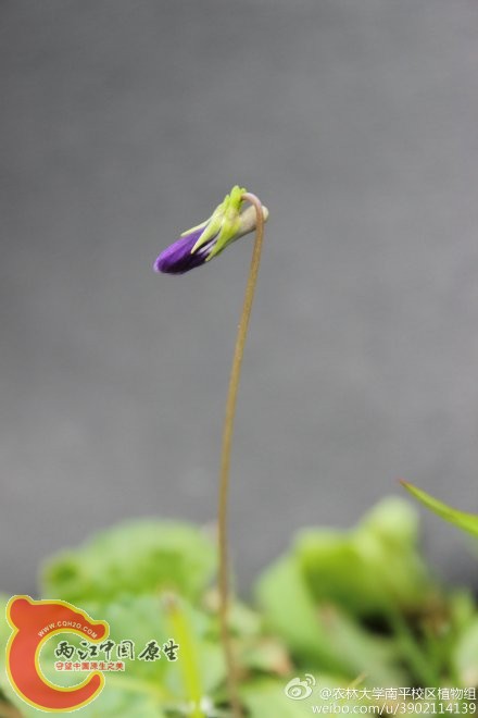 紫花地丁.jpg
