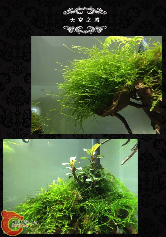 鱼缸造景作品-天空之城4.jpg