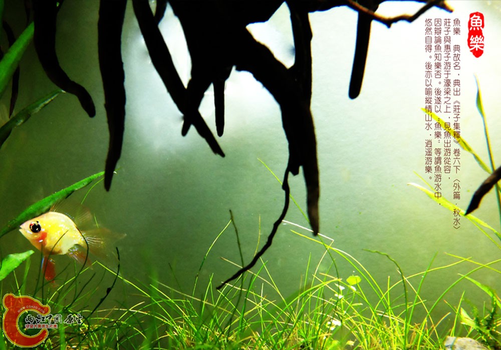 鱼缸造景作品-百岁山2.jpg