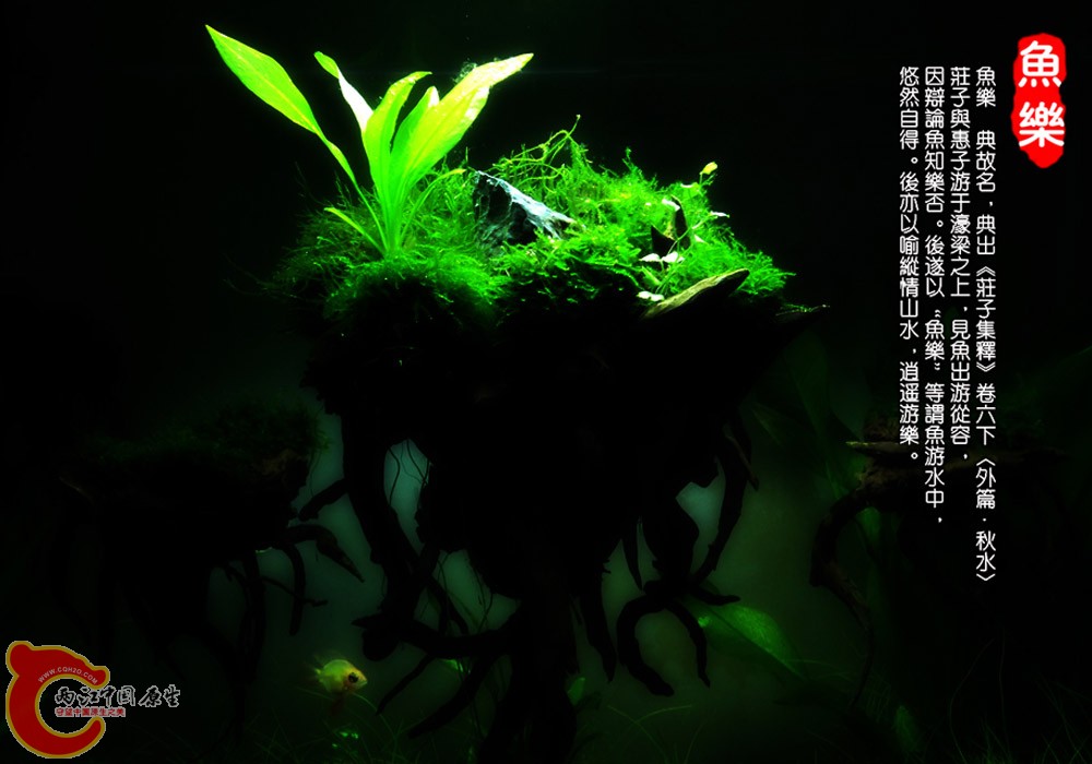 鱼缸造景作品-百岁山4.jpg