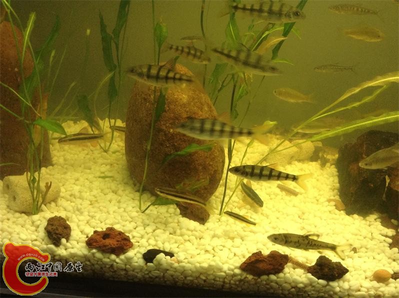 呵呵，新手养鱼！