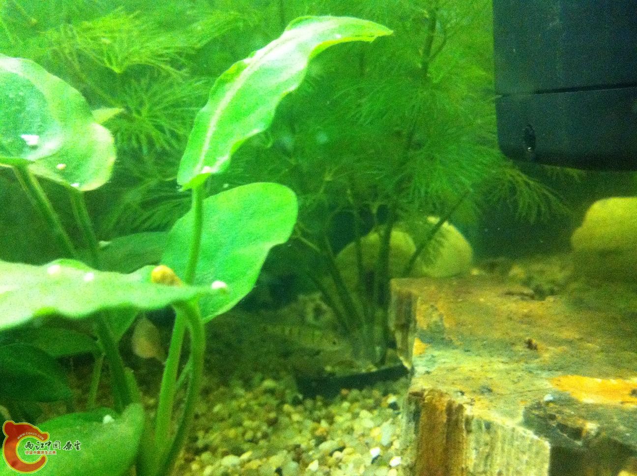 缸的一角，小鲃若隐若现