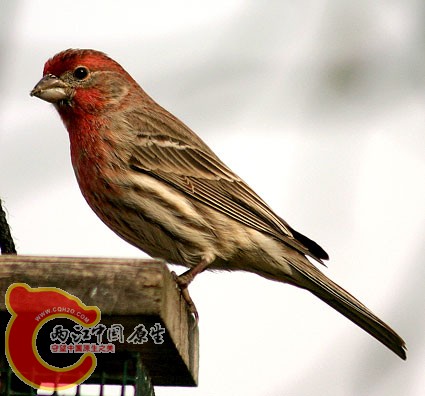 house_finch_1.jpg