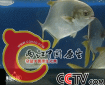 金鲳鱼