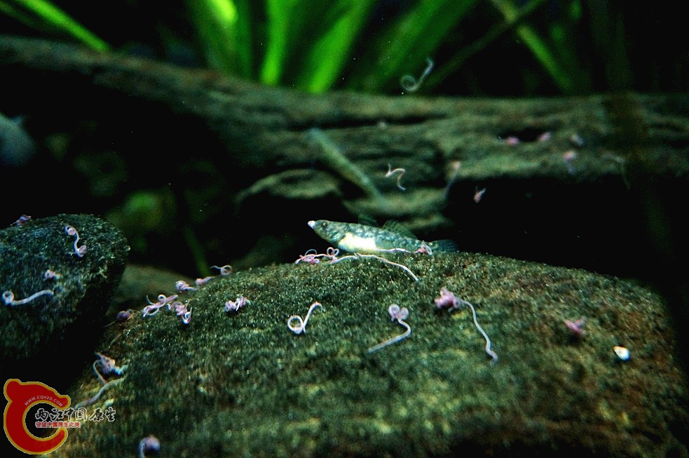 dsc00408_副本.jpg