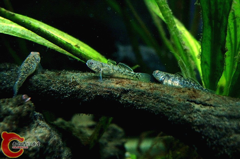 DSC00415_副本.jpg