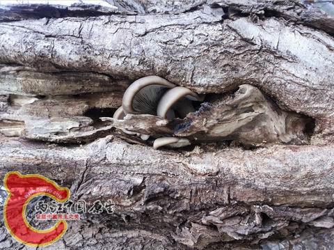 功夫不负有心人，发现了侧耳（平菇）