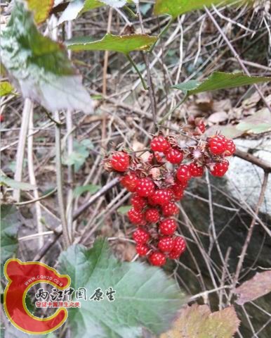 继续有新发现，树莓