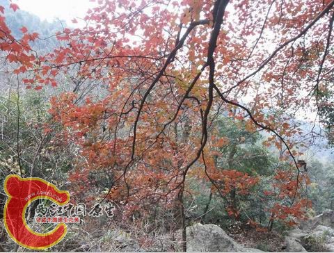 红枫，大饱眼福