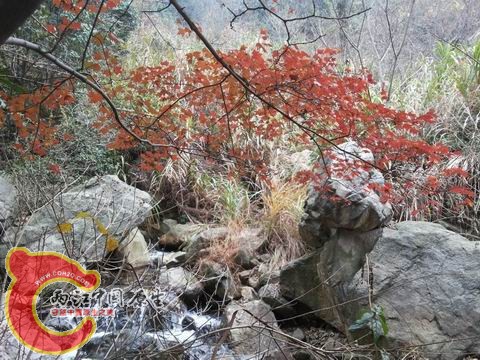 据说，红枫以倾斜为美