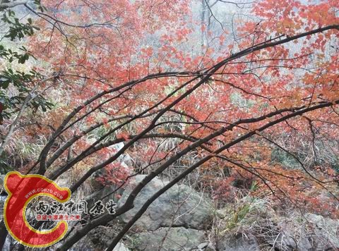 霜叶红似二月花