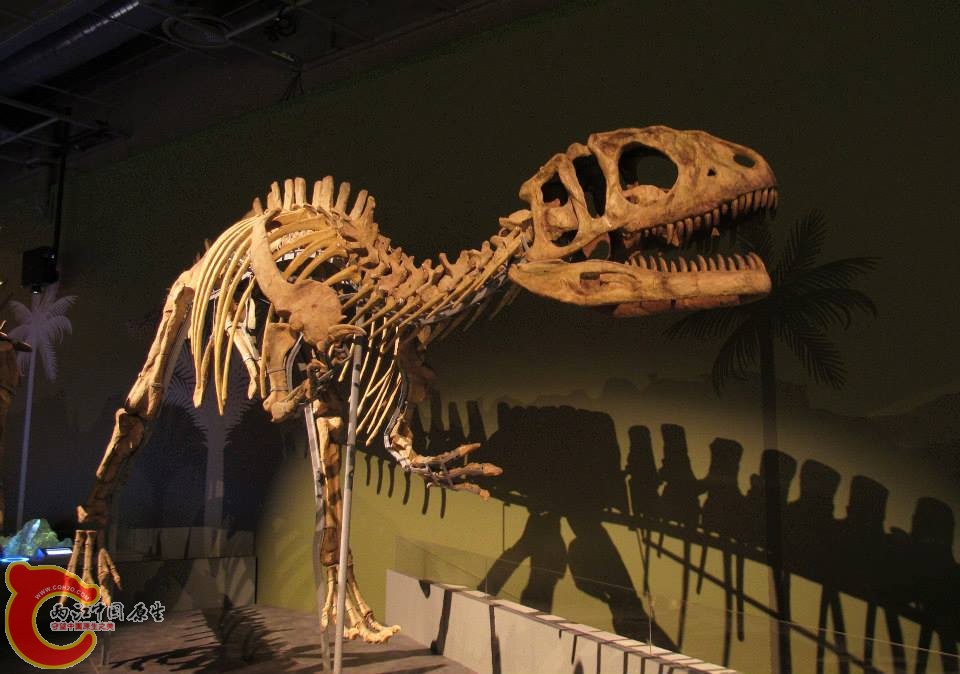 中棘龍科 永川龍屬模式種 上游永川龍 Yangchuanosaurus shangyouensis