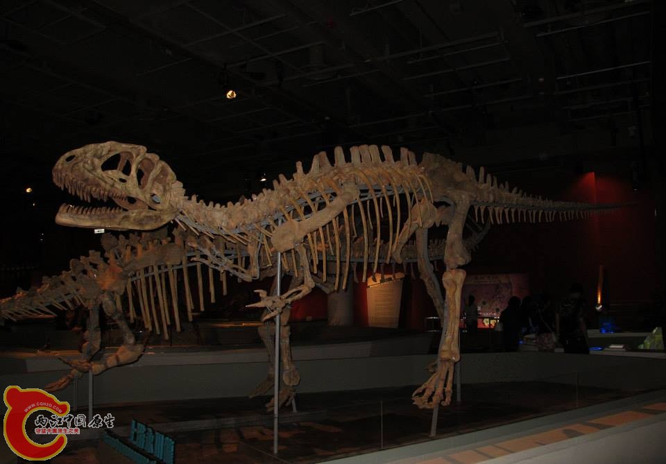 中棘龍科 永川龍屬模式種 上游永川龍 Yangchuanosaurus shangyouensis