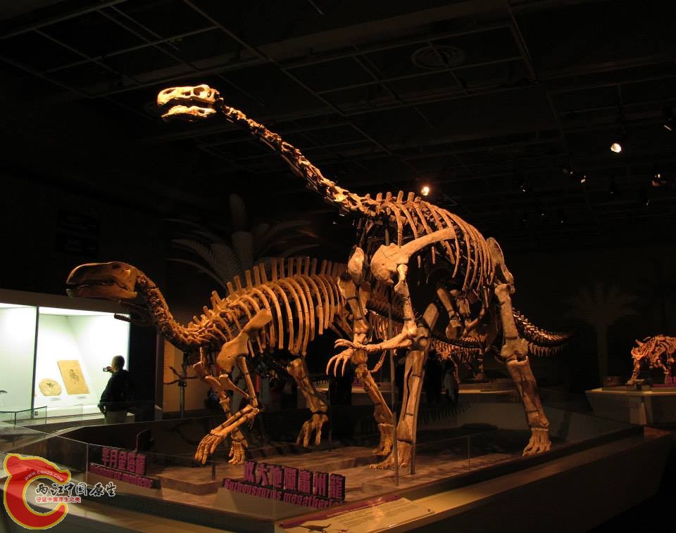 鎌刀龍超科 肅州龍屬模式種 似大地懶肅州龍 Suzhousaurus megatherioides