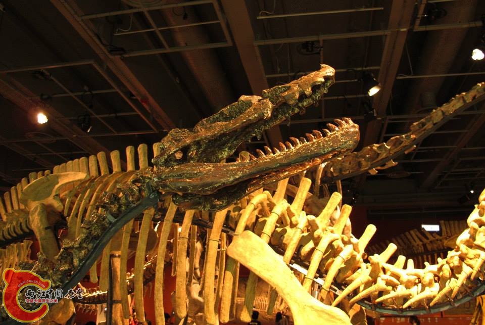 暴龍超科 雄關龍屬模式種 白魔雄關龍 Xiongguanlong baimoensis