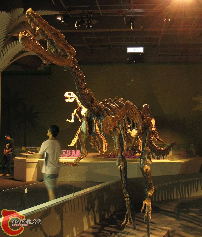 暴龍超科 雄關龍屬模式種 白魔雄關龍 Xiongguanlong baimoensis