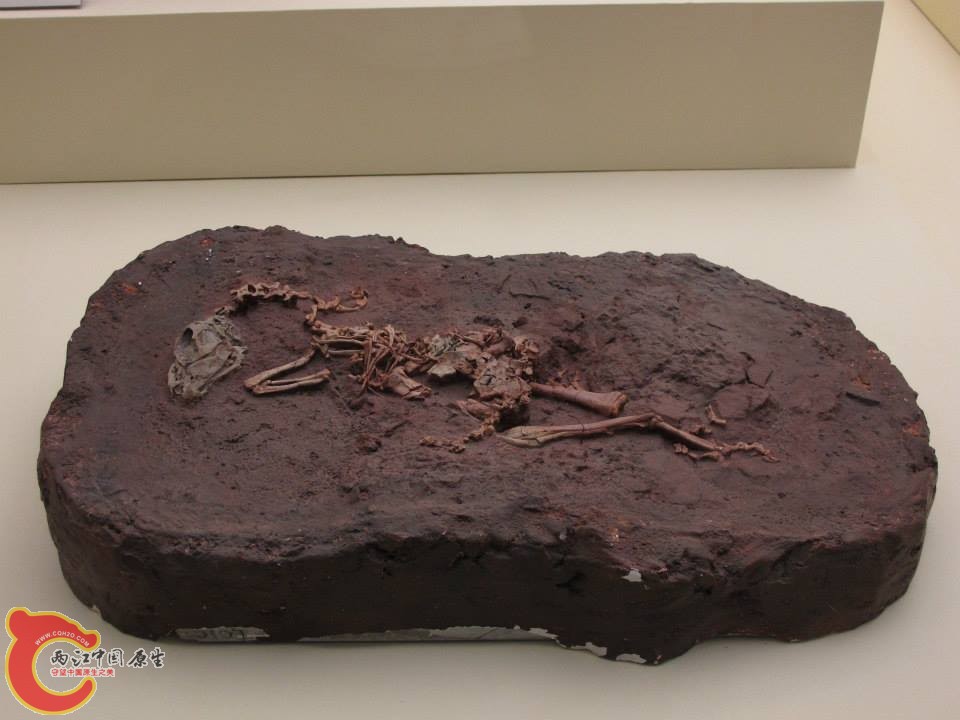 某 偷蛋龍下目 Oviraptorosauria 物種