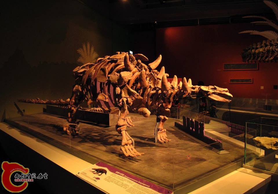 原始且缺乏尾槌的甲龍科恐龍 洛陽中原龍 Zhongyuansaurus luoyangensis