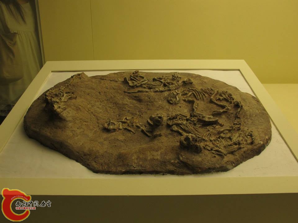 鸚鵡嘴龍科 鸚鵡嘴龍屬 Psittacosaurus