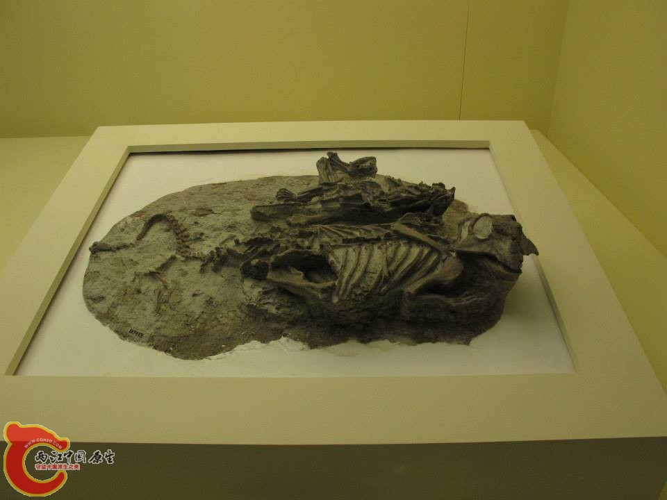 鸚鵡嘴龍科 鸚鵡嘴龍屬 Psittacosaurus