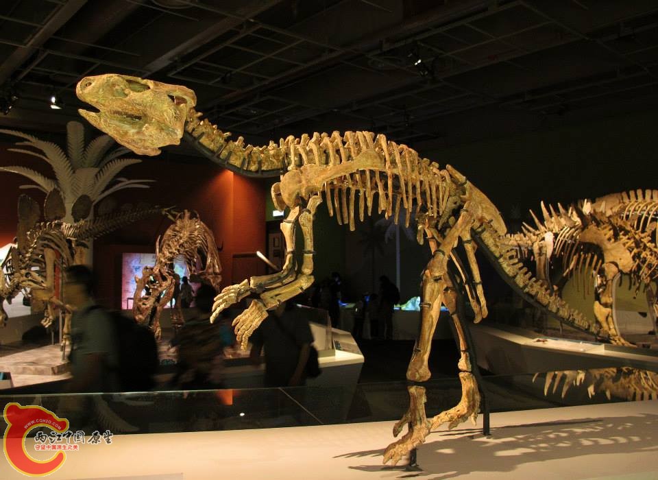 黎明角龍屬模式種 皺紋黎明角龍 Auroraceratops rugosus