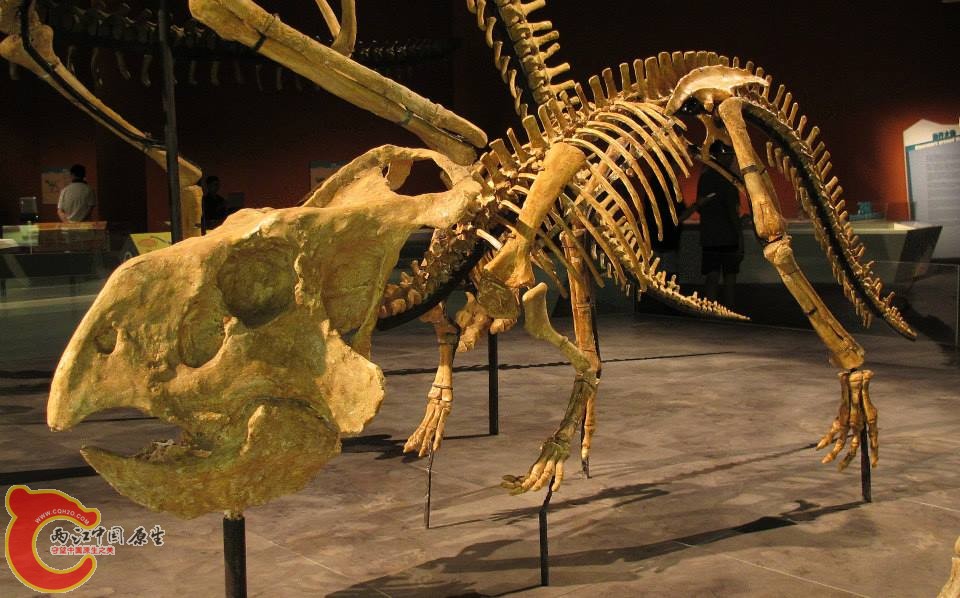 原角龍科 安氏原角龍 Protoceratops andrewsi
