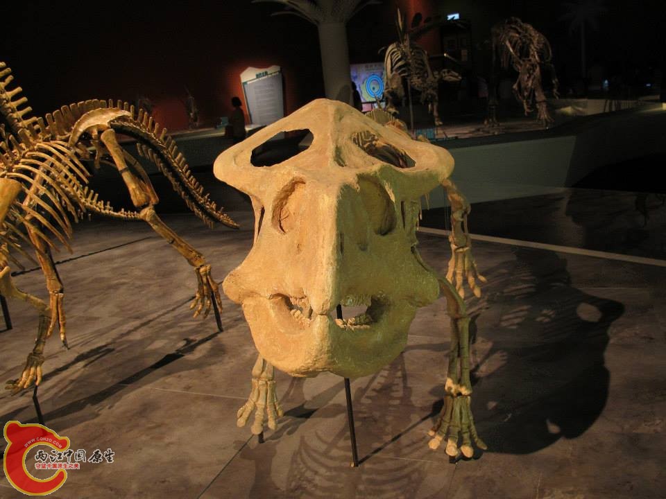 原角龍科 安氏原角龍 Protoceratops andrewsi