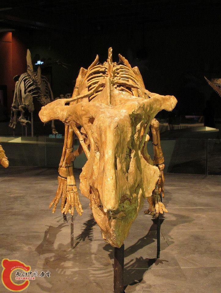 原角龍科 安氏原角龍 Protoceratops andrewsi