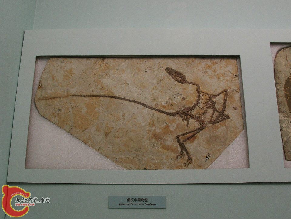 馳龍科 中國鳥龍屬 郝氏中國鳥龍 Sinornithosaurus haoiana