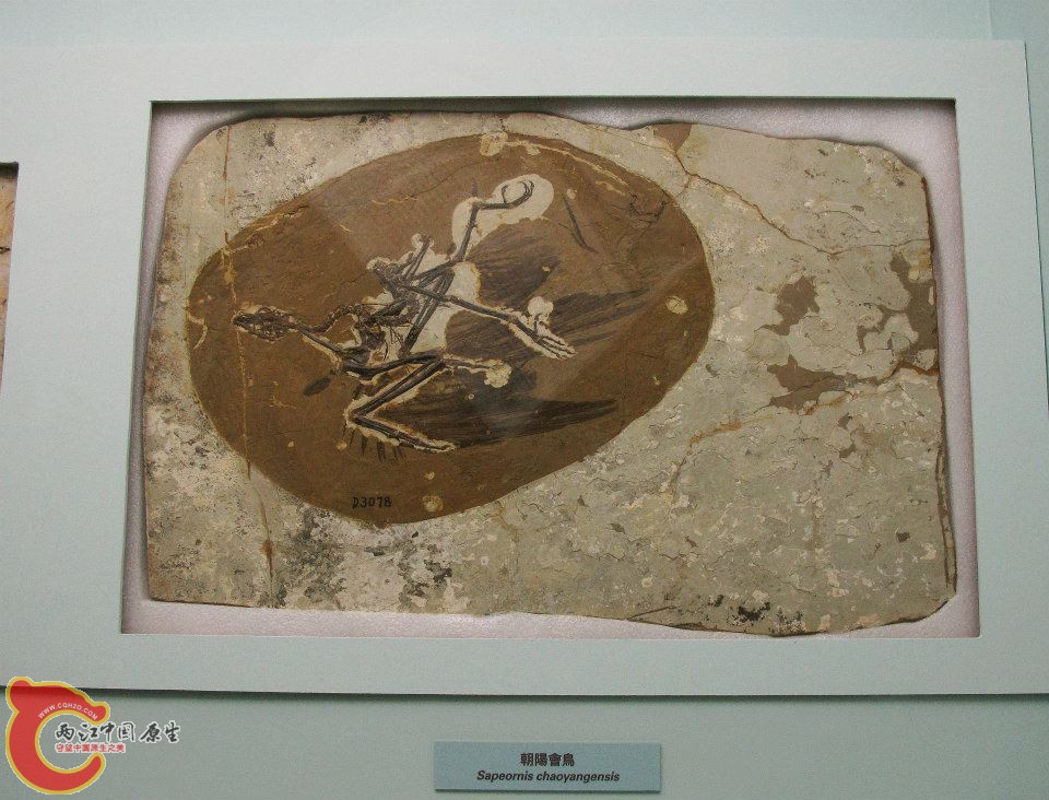 鳥綱 朝陽會鳥 Sapeornis chaoyangensis