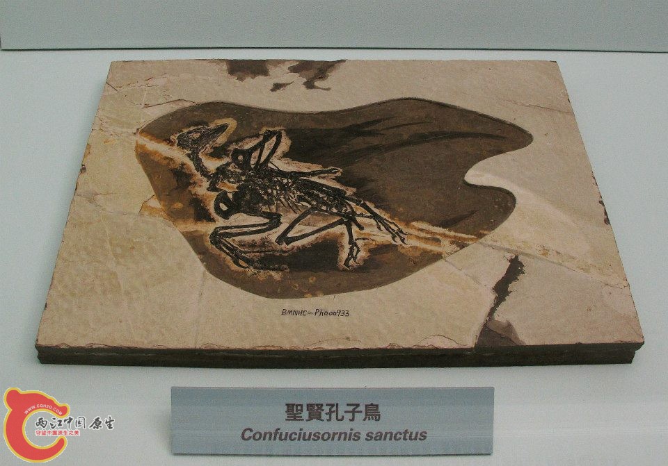 孔夫子鳥科 聖賢孔夫子鳥 Confuciusornis sanctus