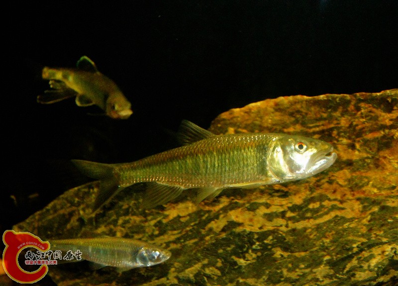 DSC01362.jpg