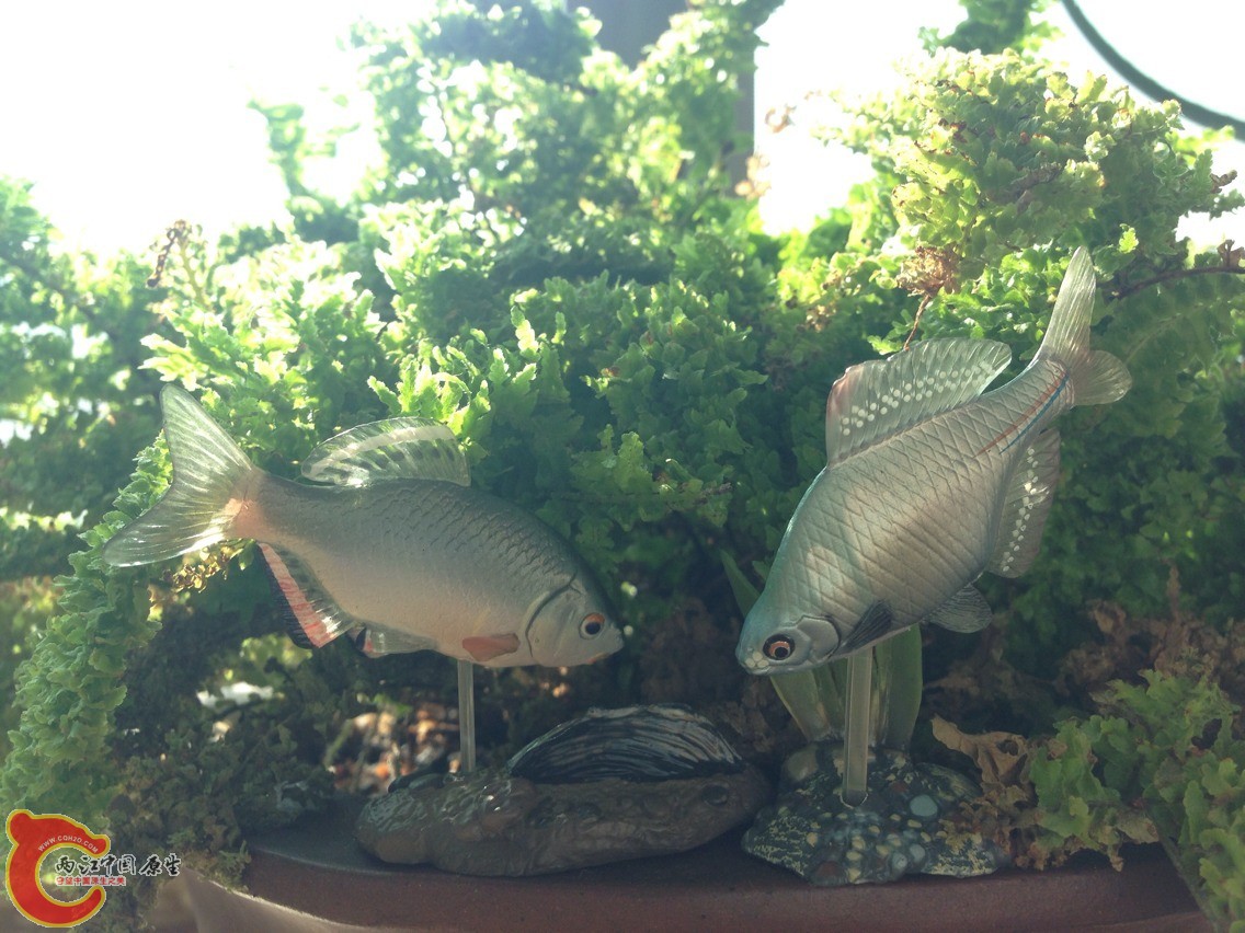 看出来是什么种了么