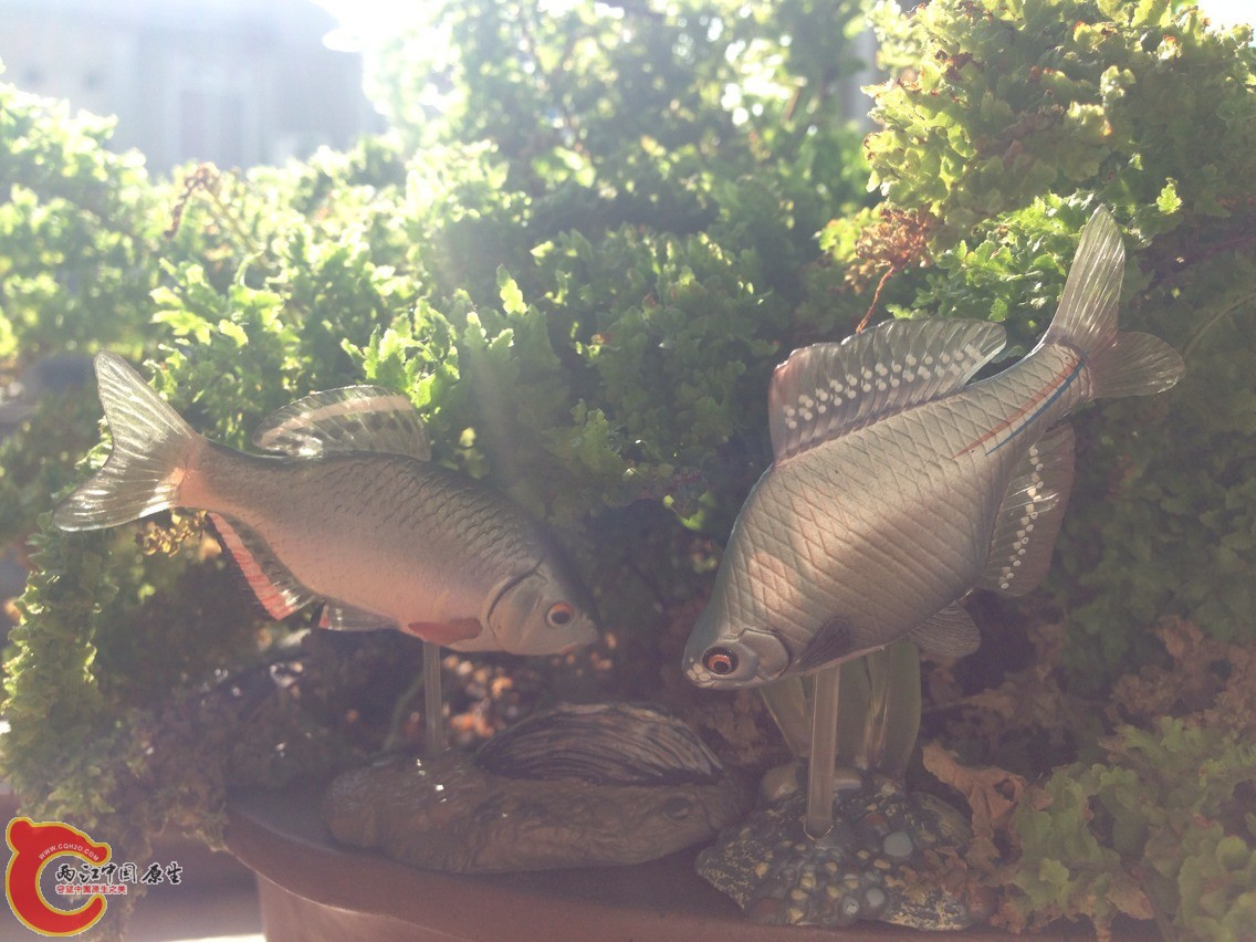 在为了河蚌争斗