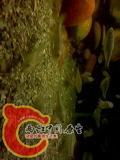 IMG0454A.jpg