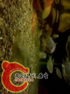 IMG0453A.jpg