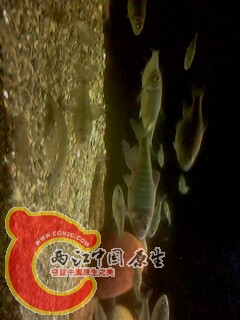 IMG0452A.jpg