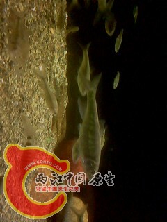 IMG0449A.jpg