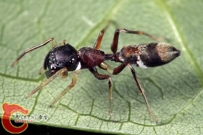 擬台灣蟻蛛 Myrmarachne formosicola.jpg