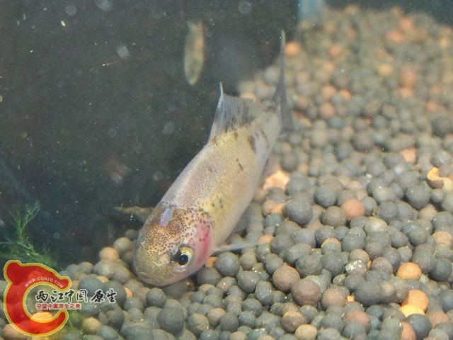 100_4339.JPG