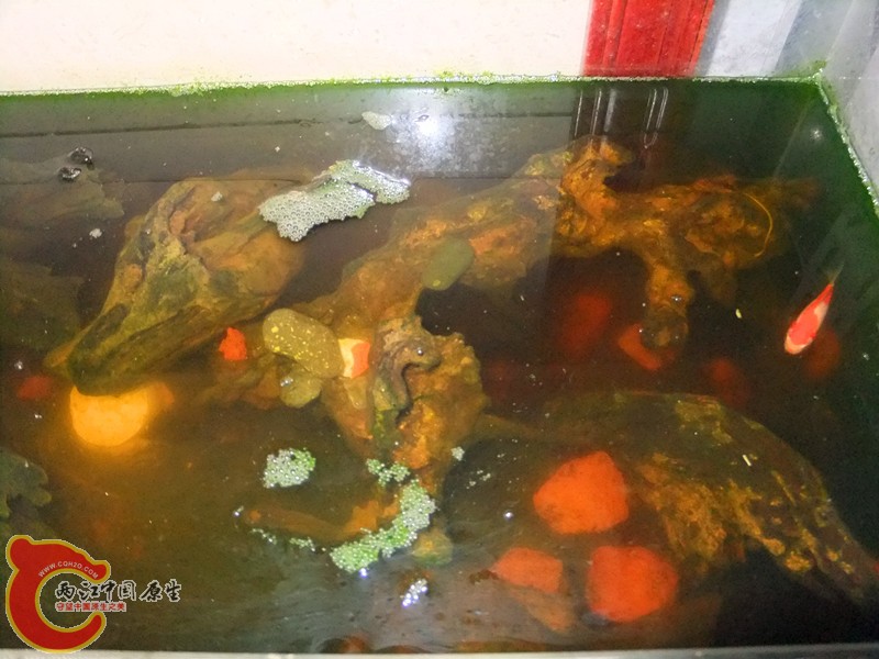 DSCF8268.JPG