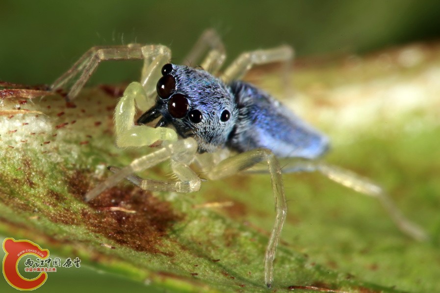 二叉黑條蠅虎 Phintella bifurcilinea_01.jpg