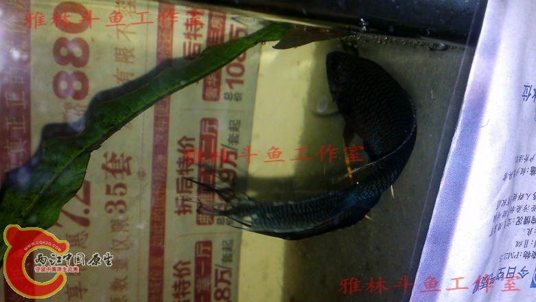 psb (3).jpg