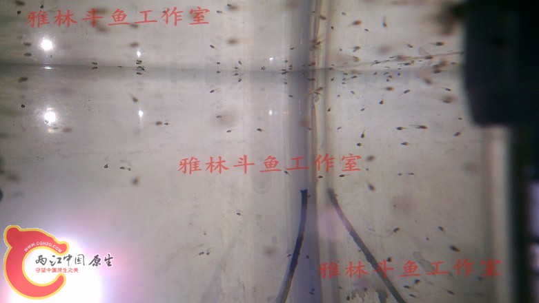 psb (9).jpg