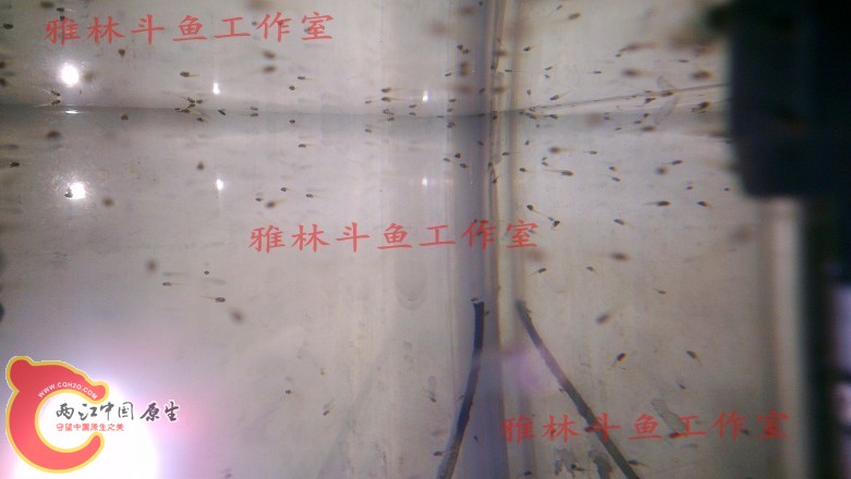 psb (10).jpg