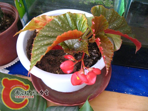 是叫海棠吗 是叫海棠吗