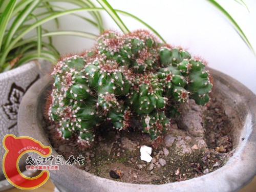 仙人山? 仙人山?