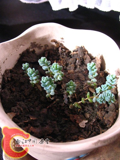 多肉?未知3 多肉?未知3