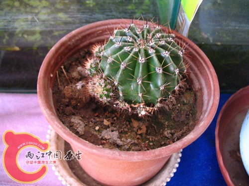 仙人头? 仙人头?